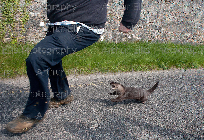 xx Tulla Otter 2 
 180411
A young otter terrorises locals in the County Clare village of Tulla when he appeared on the main street on Monday afternoon.Pic Arthur Ellis.