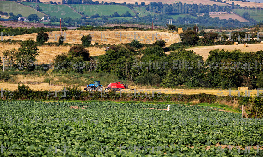 SV-Quish-050 
 cabbage field cork.pic Arthur Ellis. 
 Keywords: cabbage, crop, vegetables, field, tractor, farming